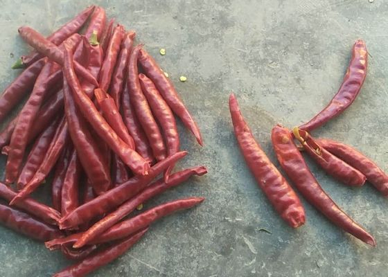 Únicos pimentões SHU Spicy alto HACCP de Herb Dried Whole Tianjin Red