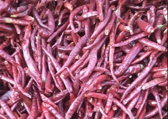 Únicos pimentões SHU Spicy alto HACCP de Herb Dried Whole Tianjin Red