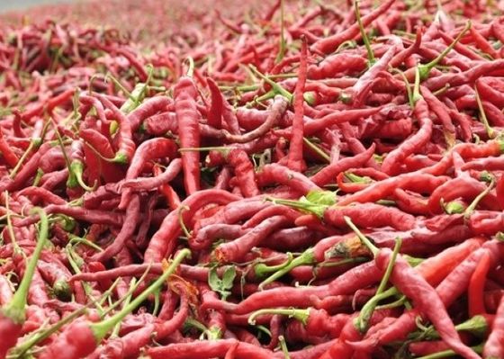 Temperos desidratados das especiarias e das ervas de Paprika Dried Red Chilli Peppers dos vegetais