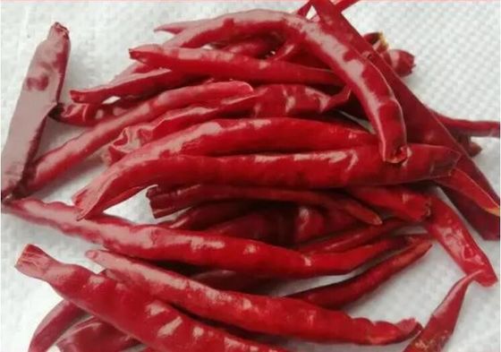 Chaotian secou pimentões vermelhos inteiros Tianjin Chili Dehydrated dos pimentões vermelhos