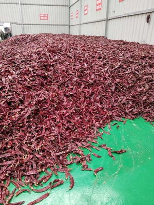 Grau A Guajillo seco Chili inteiro / bastão Impuridade 0,3% Grau máximo 10-15cm