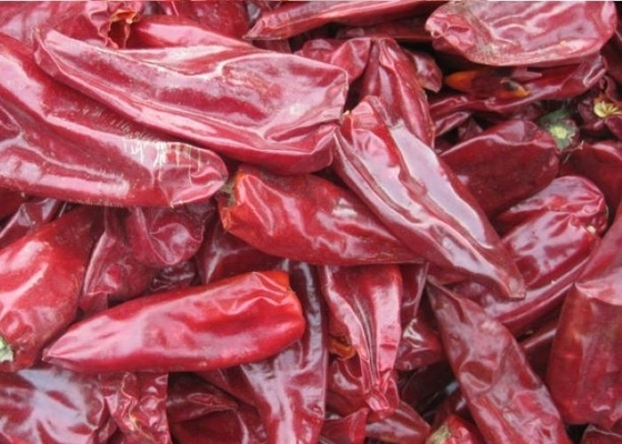 8000 pimentões de Beijinghong Jinta da pimenta de SHU Natural Yidu Chili Red