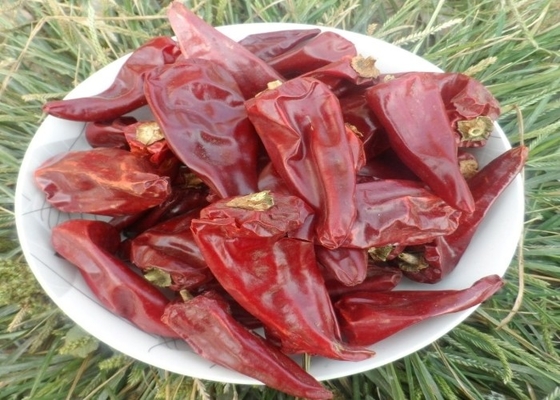 Chilli Yidu com sabor picante de chili