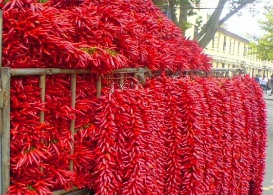O asiático novo da colheita 4-7 Cm secou restaurantes de Chili Peppers Spicy Popular In Sichuan
