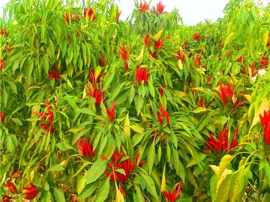 O asiático novo da colheita 4-7 Cm secou restaurantes de Chili Peppers Spicy Popular In Sichuan
