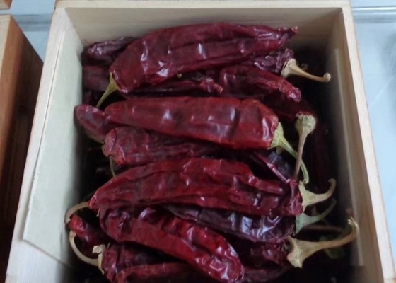 Os pimentões Califórnia secaram Guajillo que Chili Big Size Picked By entrega o vermelho natural