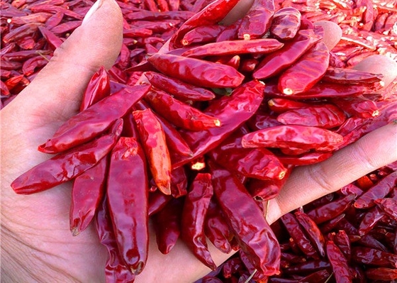 20000 SHU Dried Chinese Chilis Vacuume que embala pimentões picantes de Chaotian/Tianjin