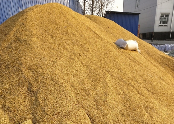 SHU5000-15000 Tianjin seco ou Yidu Hybrid Chilli Seeds para especiarias em pó