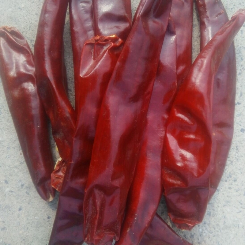 8% Humidade Chilli Ring Cut Forte Chilli pungente sabor alto polido 0,5 - 1,5 cm