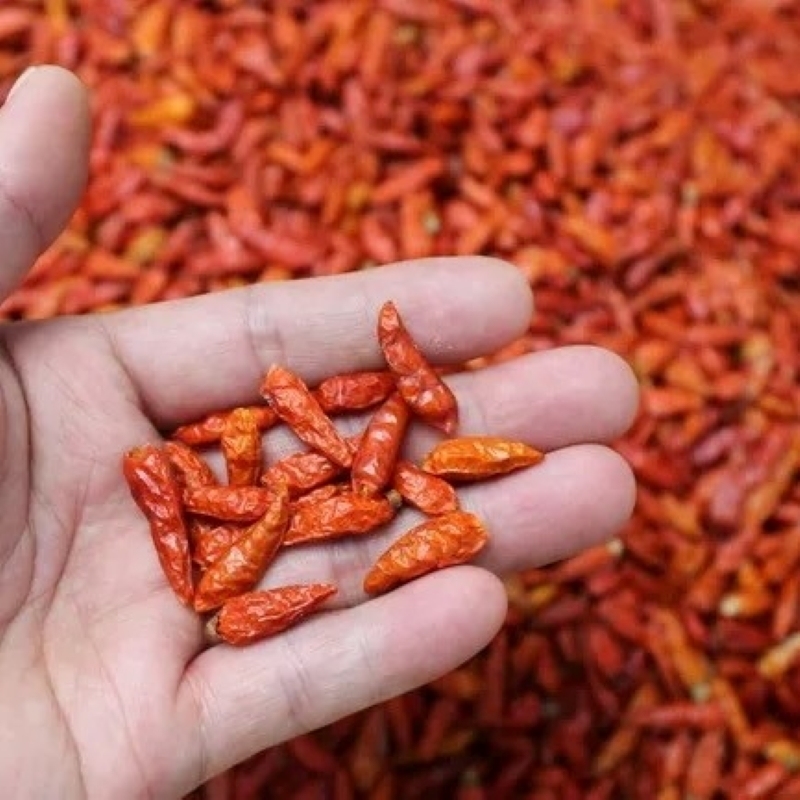 Solução de armazenamento premium local seco e fresco para a nova cultura picante forma oval