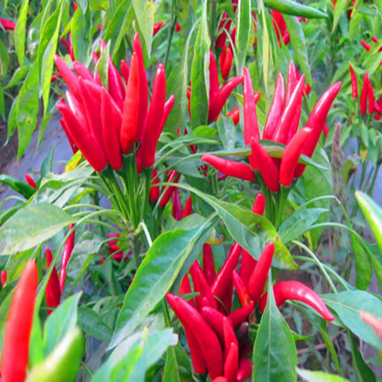 Pimentão amargo picante 10.000 SHU Pimentões secos vermelhos fortes Pimentões picantes com sabor a pimentão