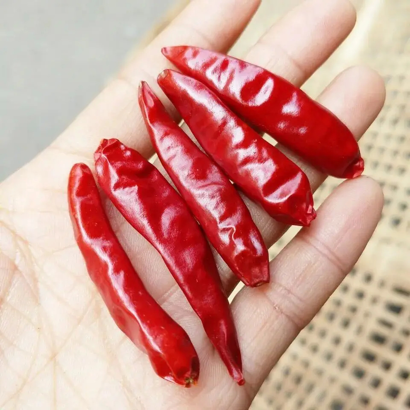 Pimentões Vermelhos Secos / Pimentões Asiáticos Secos Especiarias Fogo Para Aventuras Culinárias