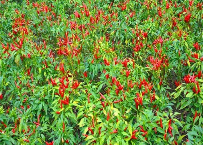 Sementes em forma acabada de chili tailandês secas a ar para produção em larga escala