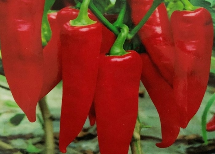 CERTIFICADOS KOSHER orgânicos de FDA HACCP BRC dos pimentões de Yidu Chili Red Pepper Beijinghong Jinta